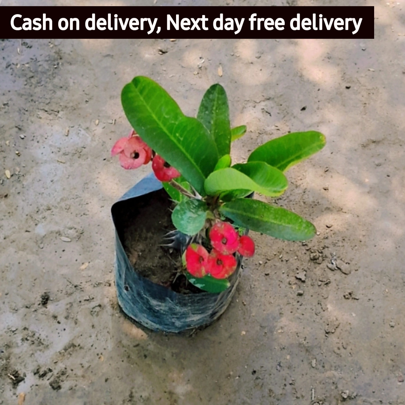 Euphorbia milli (crown of thorns) in 4 inch polybag Plantncr