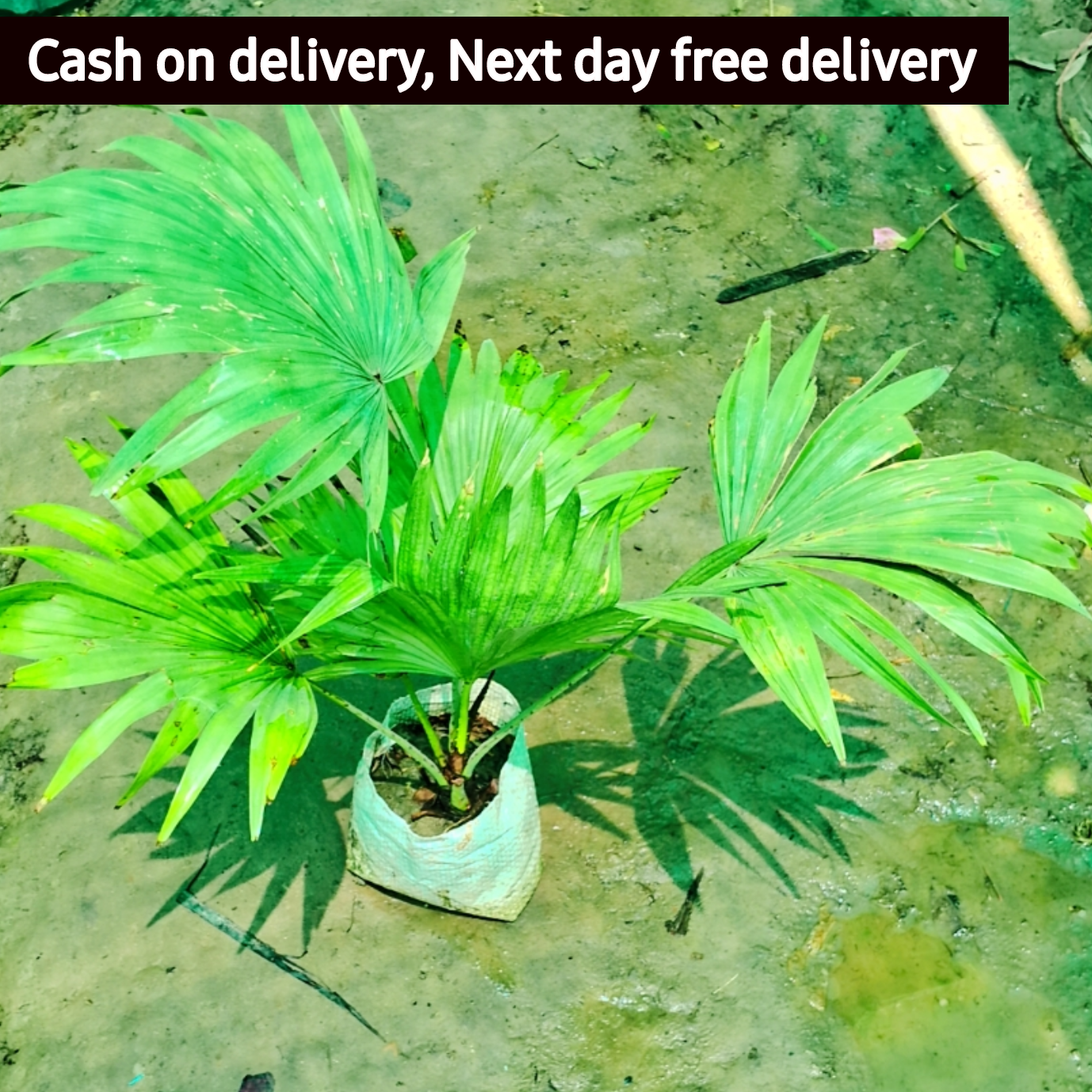 China palm in 5 inch polybag Plantncr