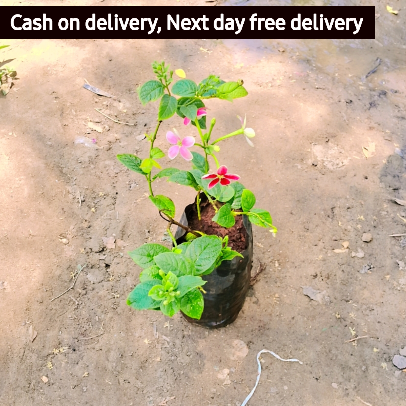 Madhumalti flower plant in 4 inch polybag Plantncr