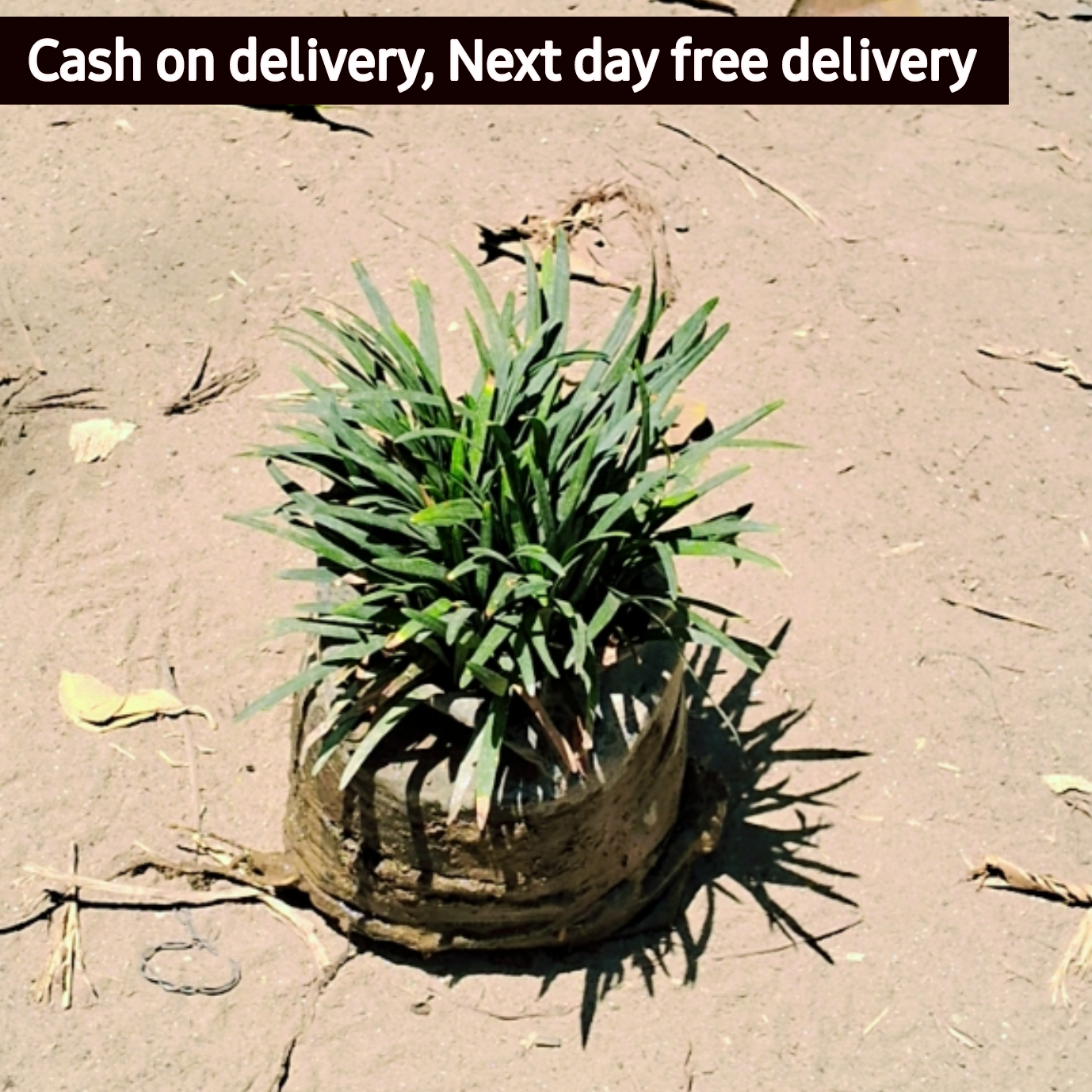 Black grass in 4 inch polybag Plantncr