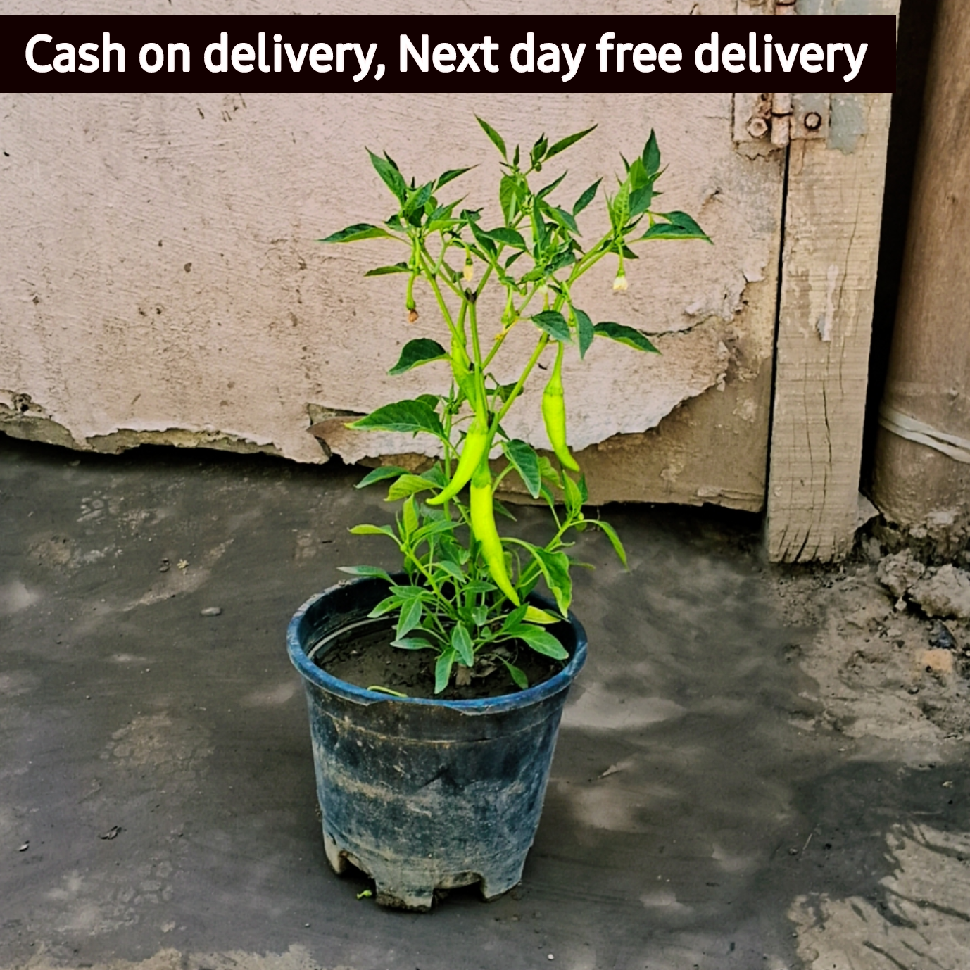 Bird's eye chili plant in 6 inch pot Plantncr