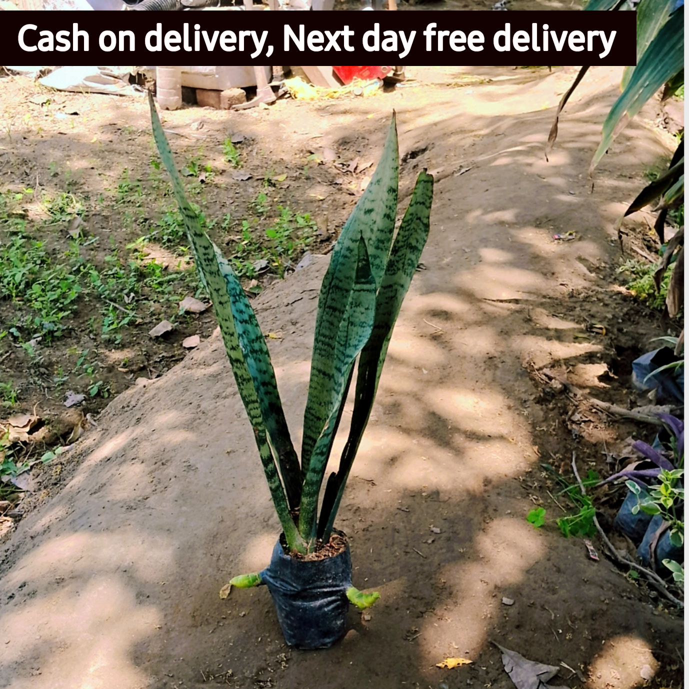 Snake plant in 5 inch polybag Plantncr