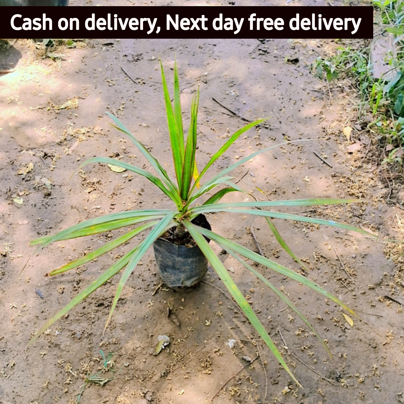 dracaena angustifolia Dracaena angustifolia big leaf in 4 inch polybag