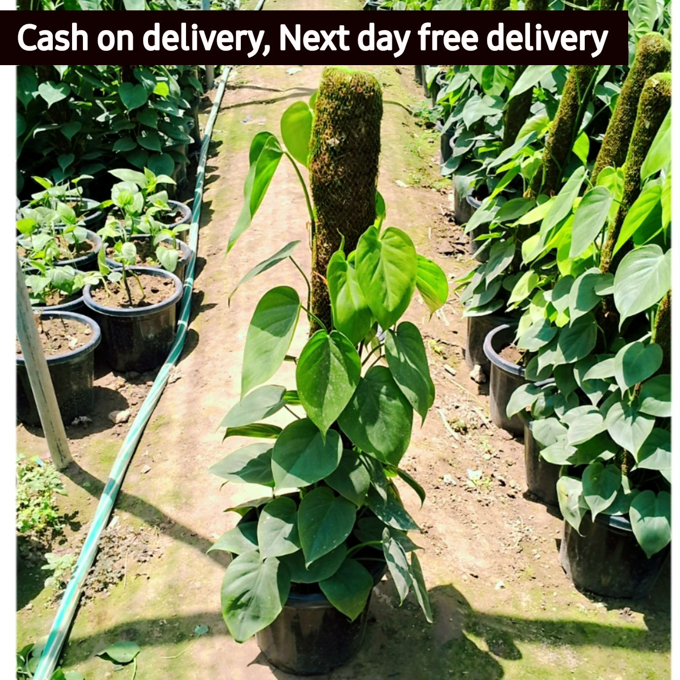 philodendron money plant Heartleaf philodendron Plant in 10 inch pot – Plantncr