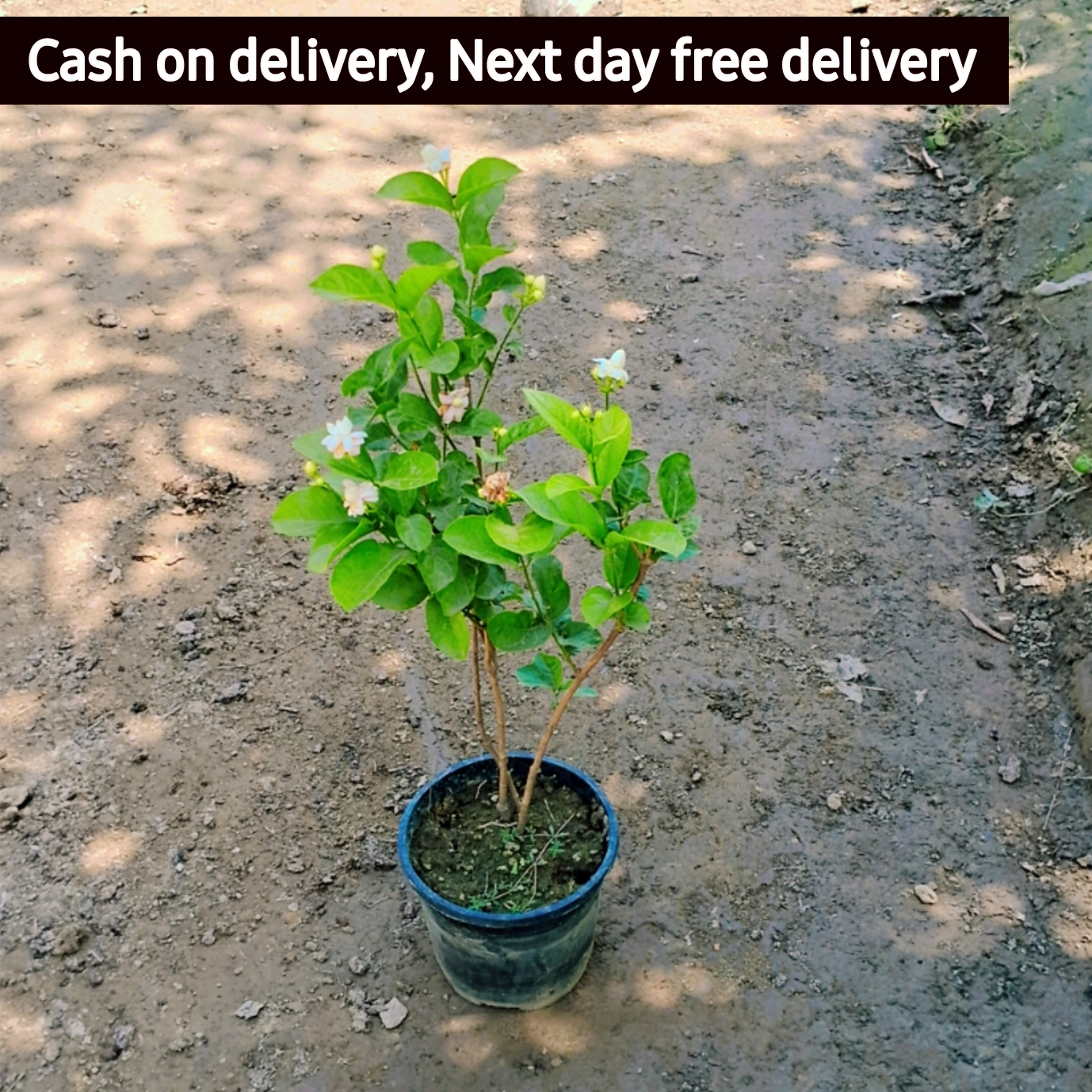 Jasmine/Motiya/Mogra plant in 6 inch pot Plantncr