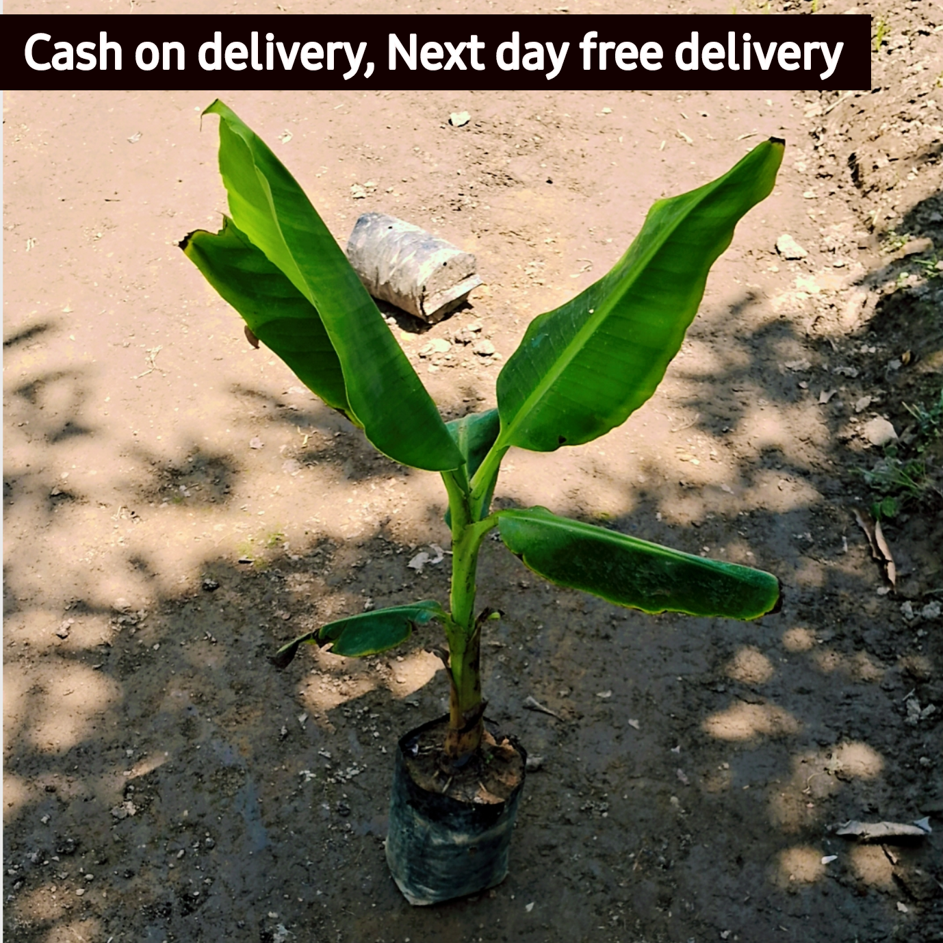 Banana plant im 6 inch polybag Plantncr