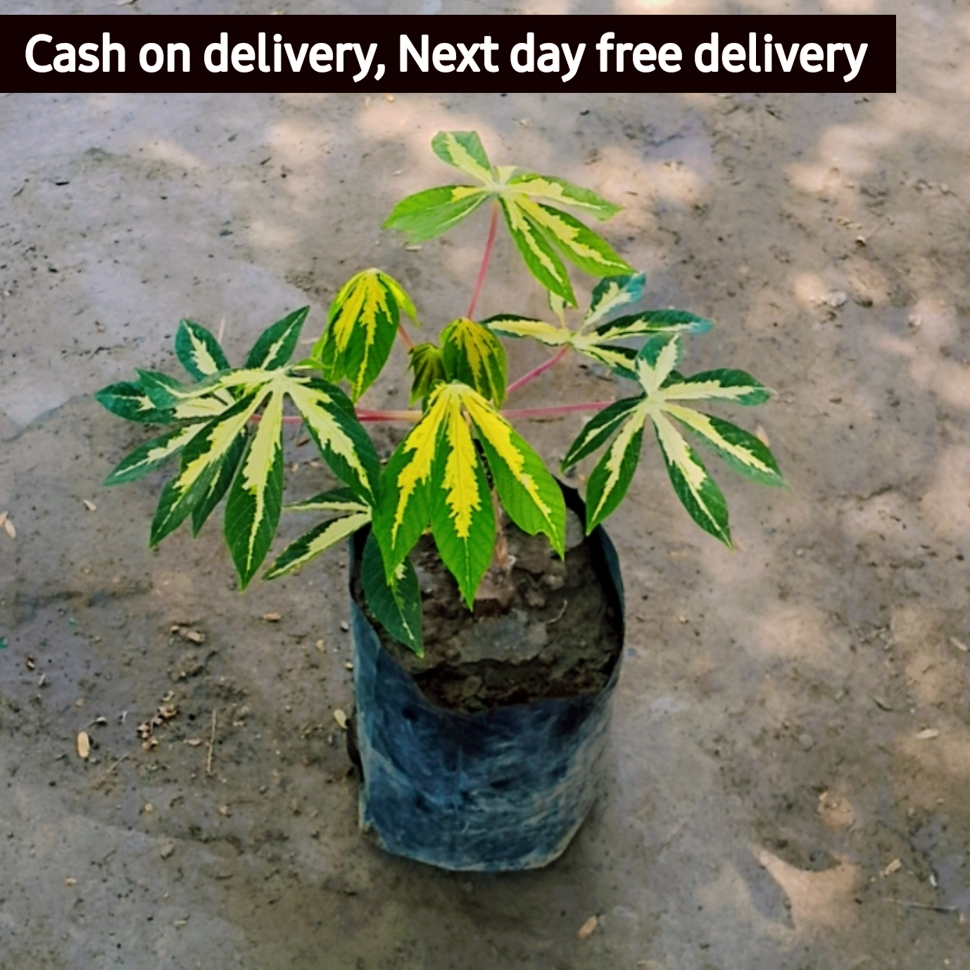 Cassava/ Teapeoca plant in 4 inch polybag Plantncr