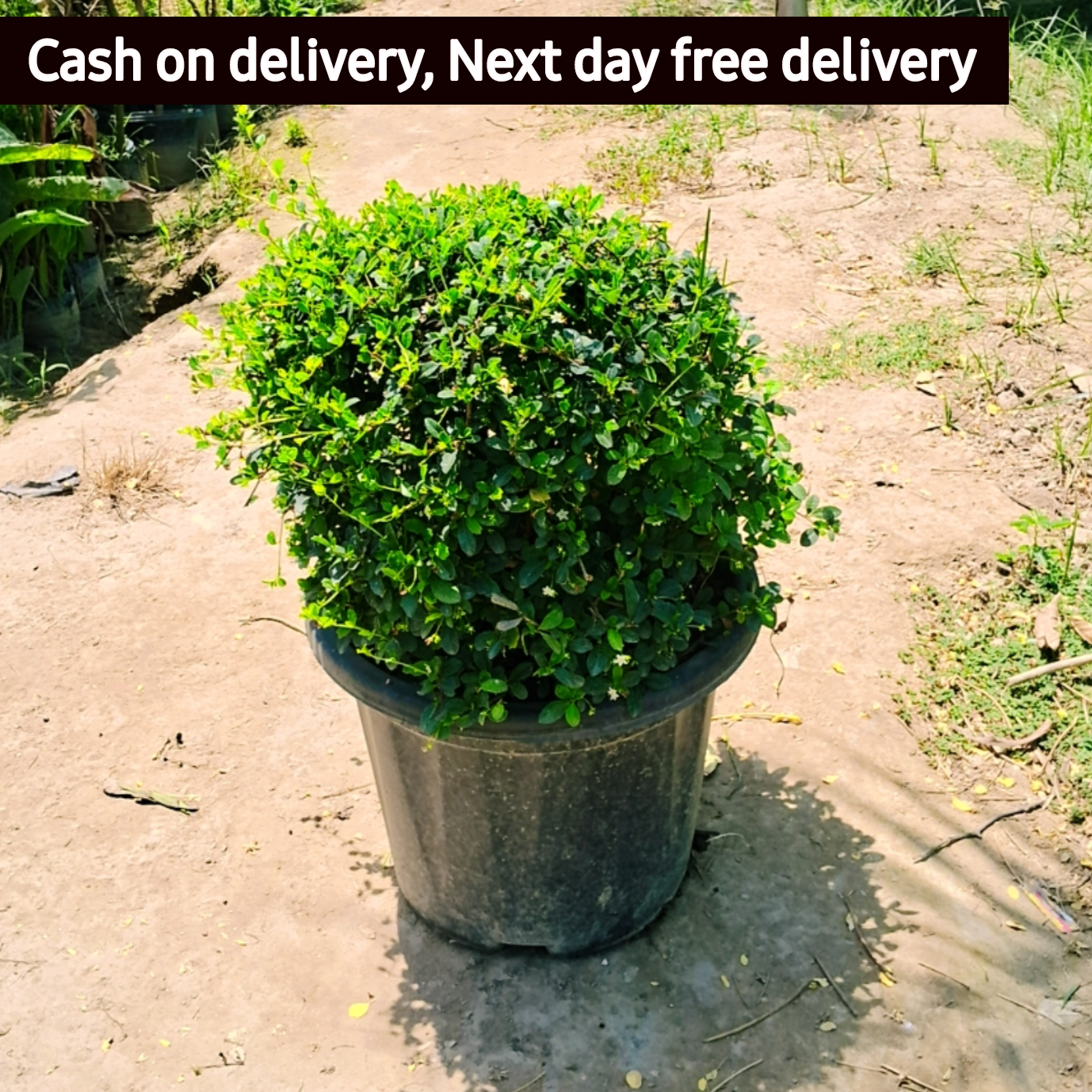 Malpighia ball plant in 16 inch pot Plantncr