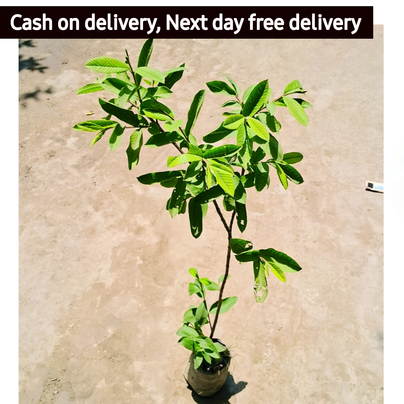 Guava plant 4 feet hight in 5 inch polybag Plantncr