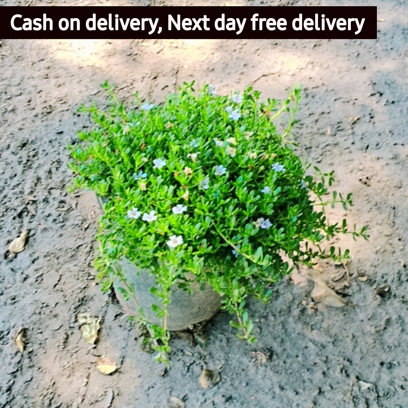 Brahmi plant in 6 inch pot Plantncr
