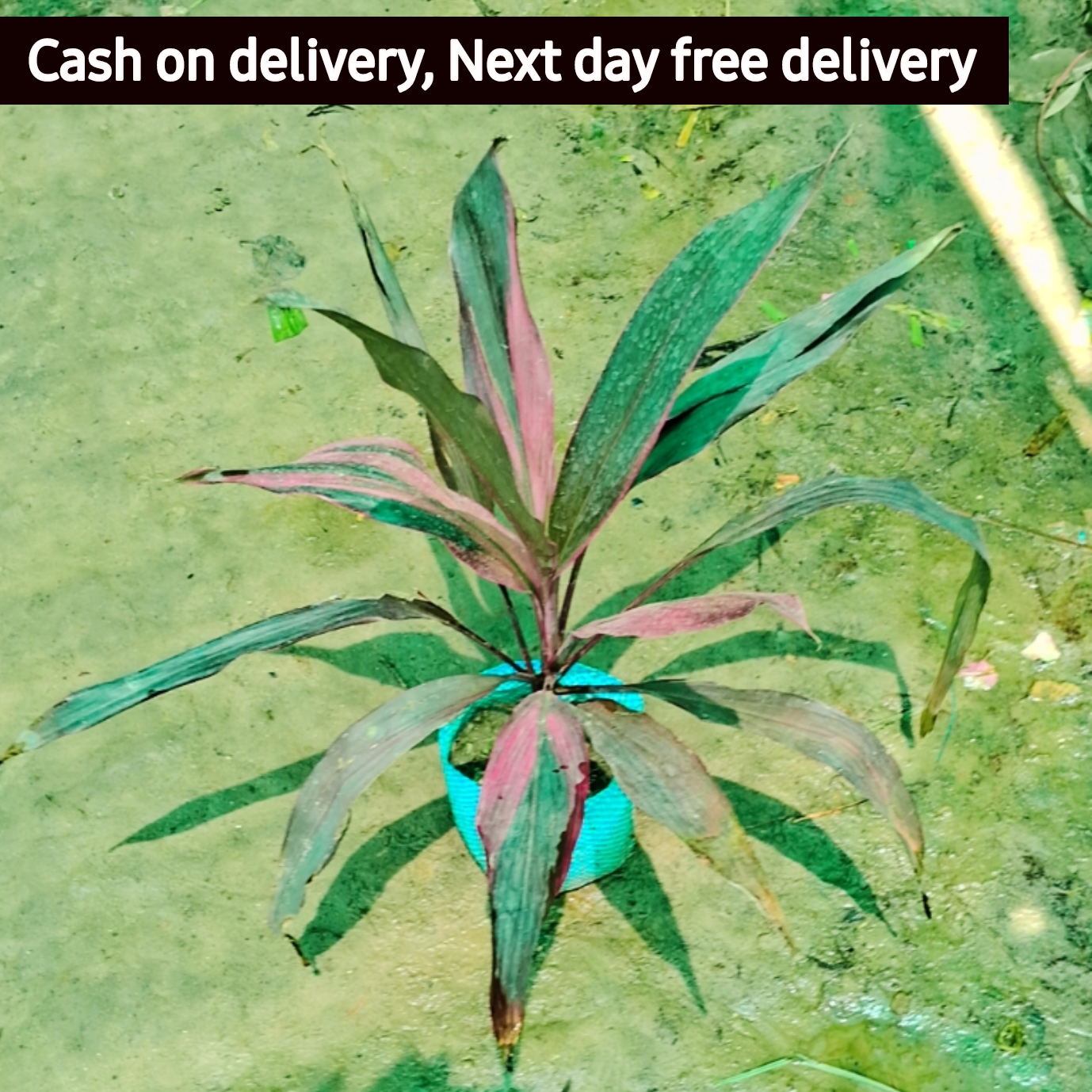 Dracaena Mahatma plant in 5 Inch Nursery bag – Plantncr