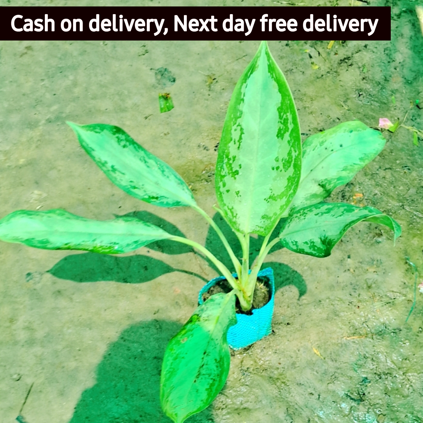 Aglaonema Emerald Bay in 6 inch nursery bag  Plantncr