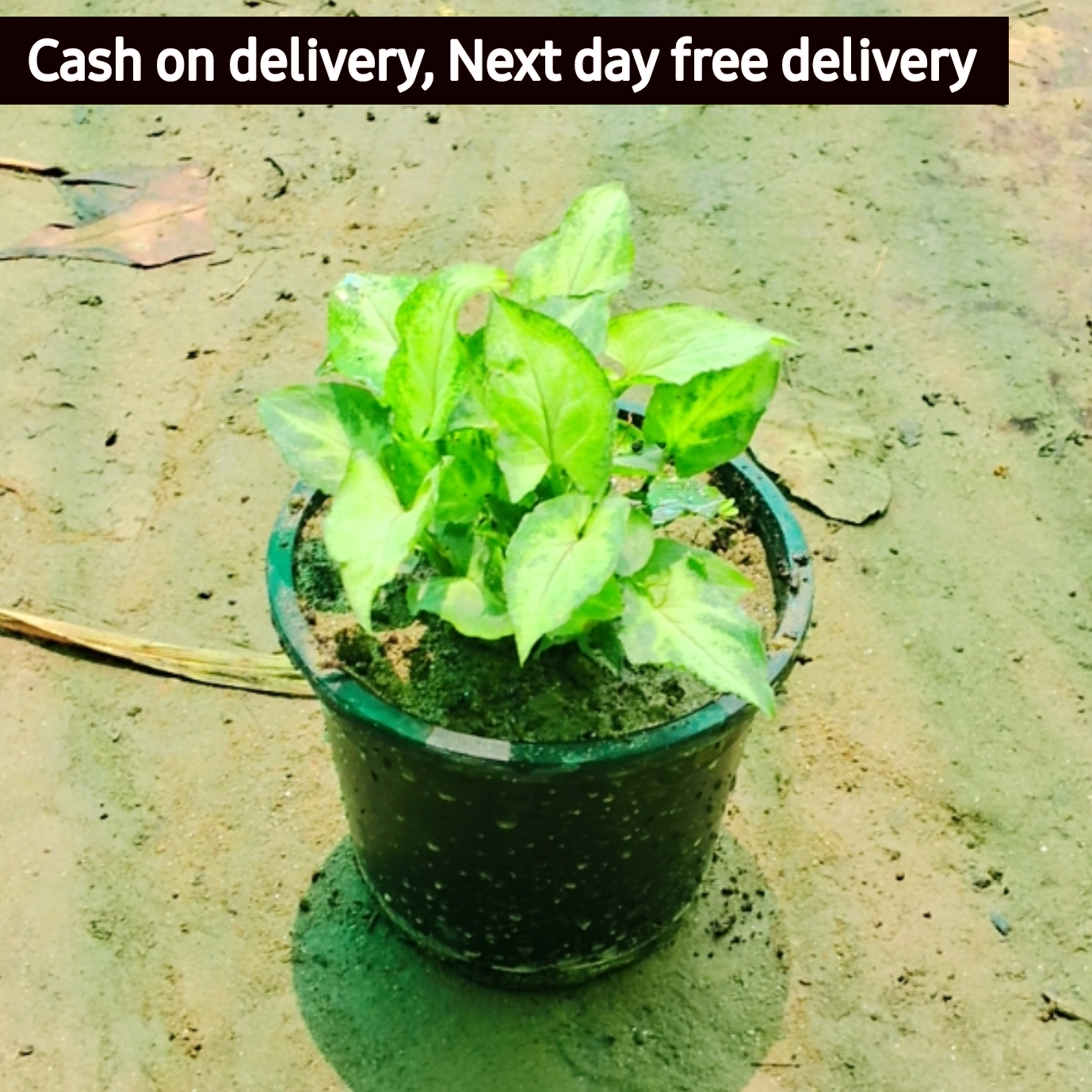 Green Syngonium podophyllum (dwarf) in 4 inch pot (Copy) Plantncr