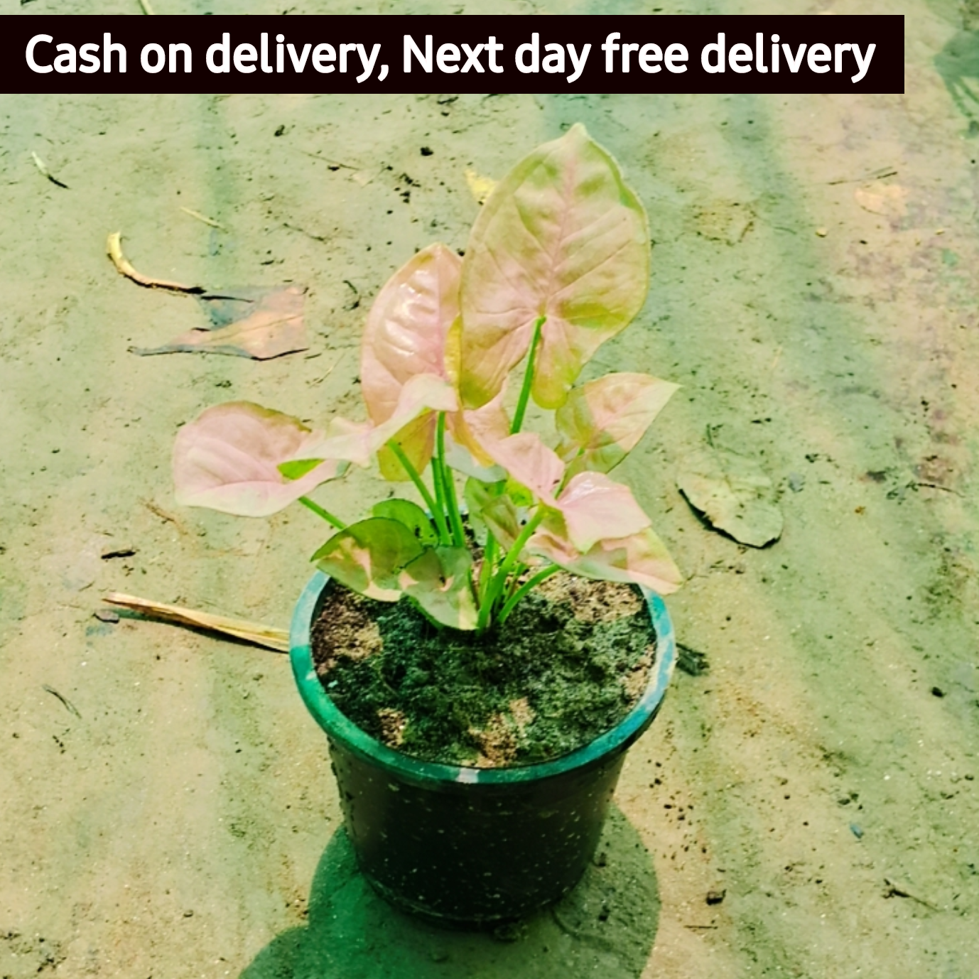 Red Syngonium podophyllum (dwarf) in 4 inch pot Plantncr