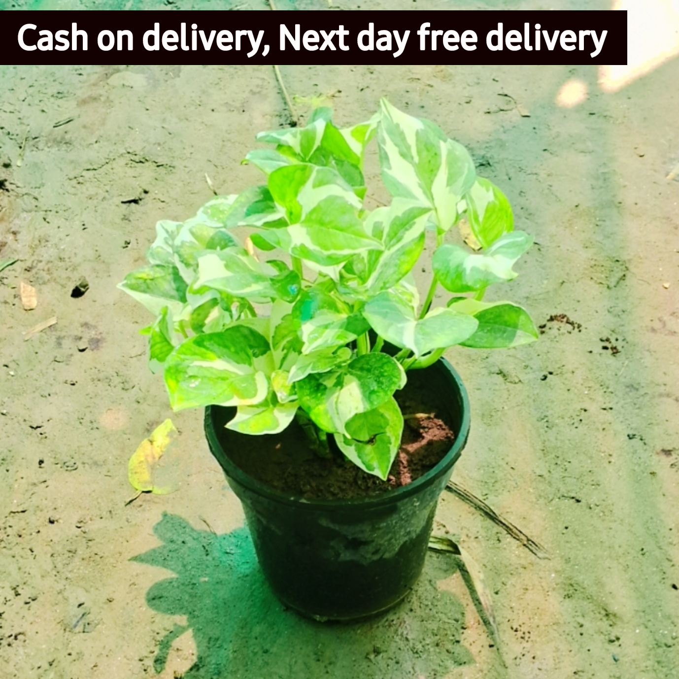 money plant consultancy pune variegated money plant (Pune variety) in 6 in pot – Plantncr