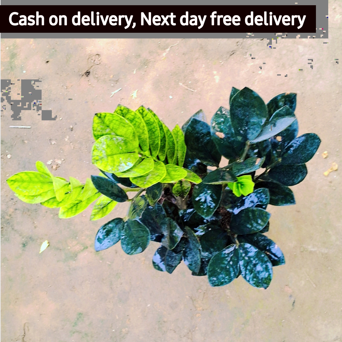 Zz plant in 8 inch pot Plantncr