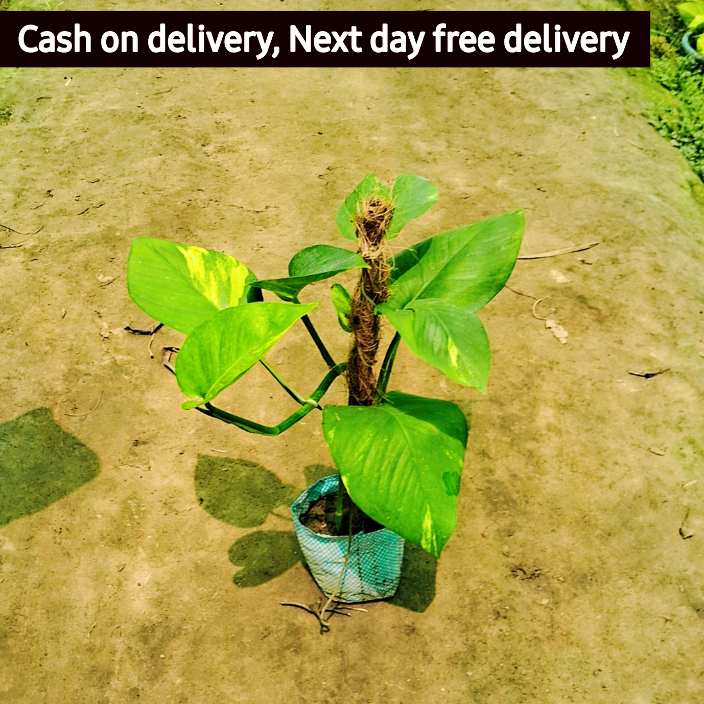 Money plant 1 feetwith coco mosstick in 4 inch nursery bag Plantncr