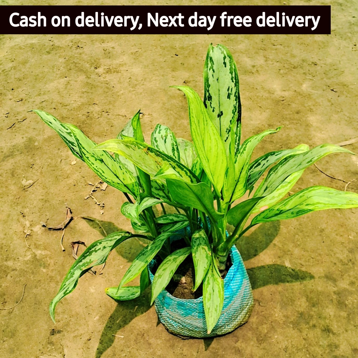 Aglaonema snow white variegated plant in 6 inch pot (Copy) Plantncr