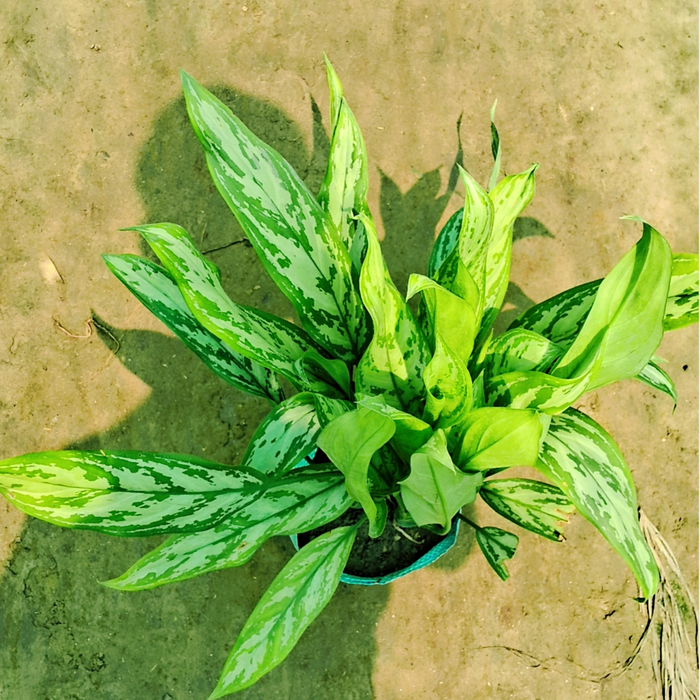 Aglaonema chinese evergreen plant in 8 inch pot Plantncr