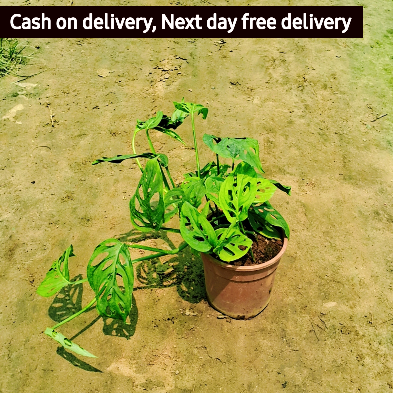 Broken heart money plant in 6 inch black pot Plantncr