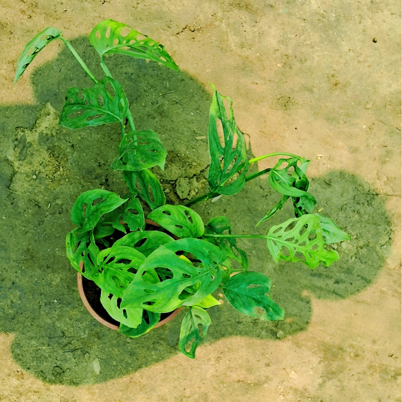 Broken heart money plant in 6 inch black pot Plantncr