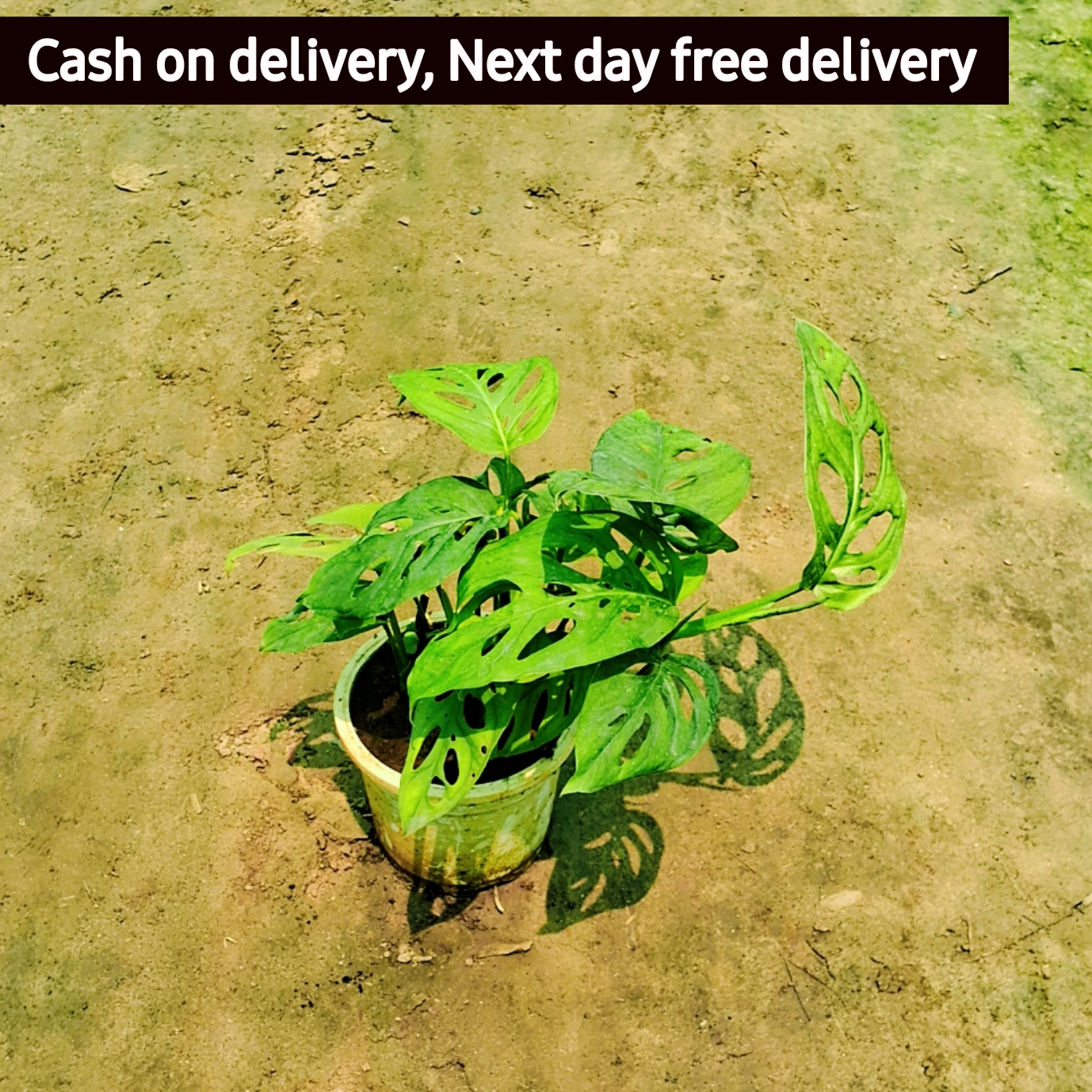 Broken heart money plant in 6 inch black pot Plantncr