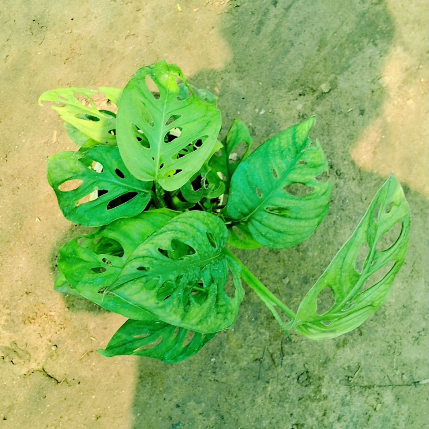 Broken heart money plant in 6 inch black pot Plantncr