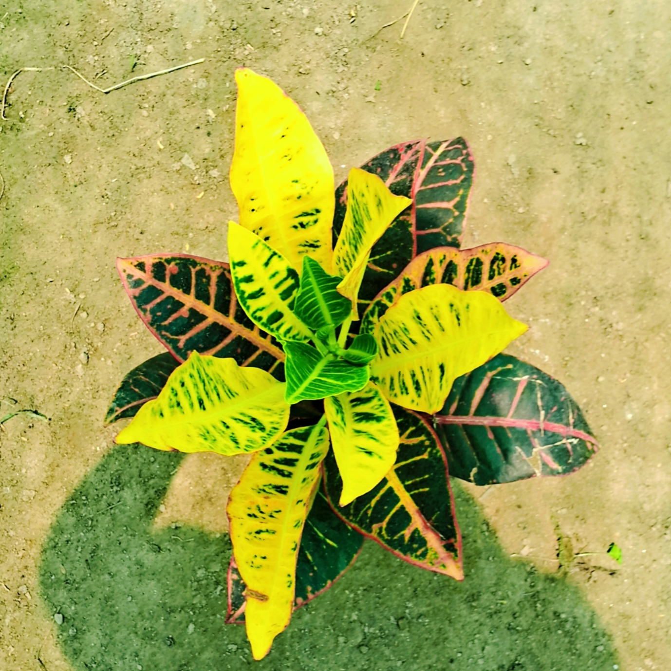 Croton petra plant in 6 inch pot Plantncr