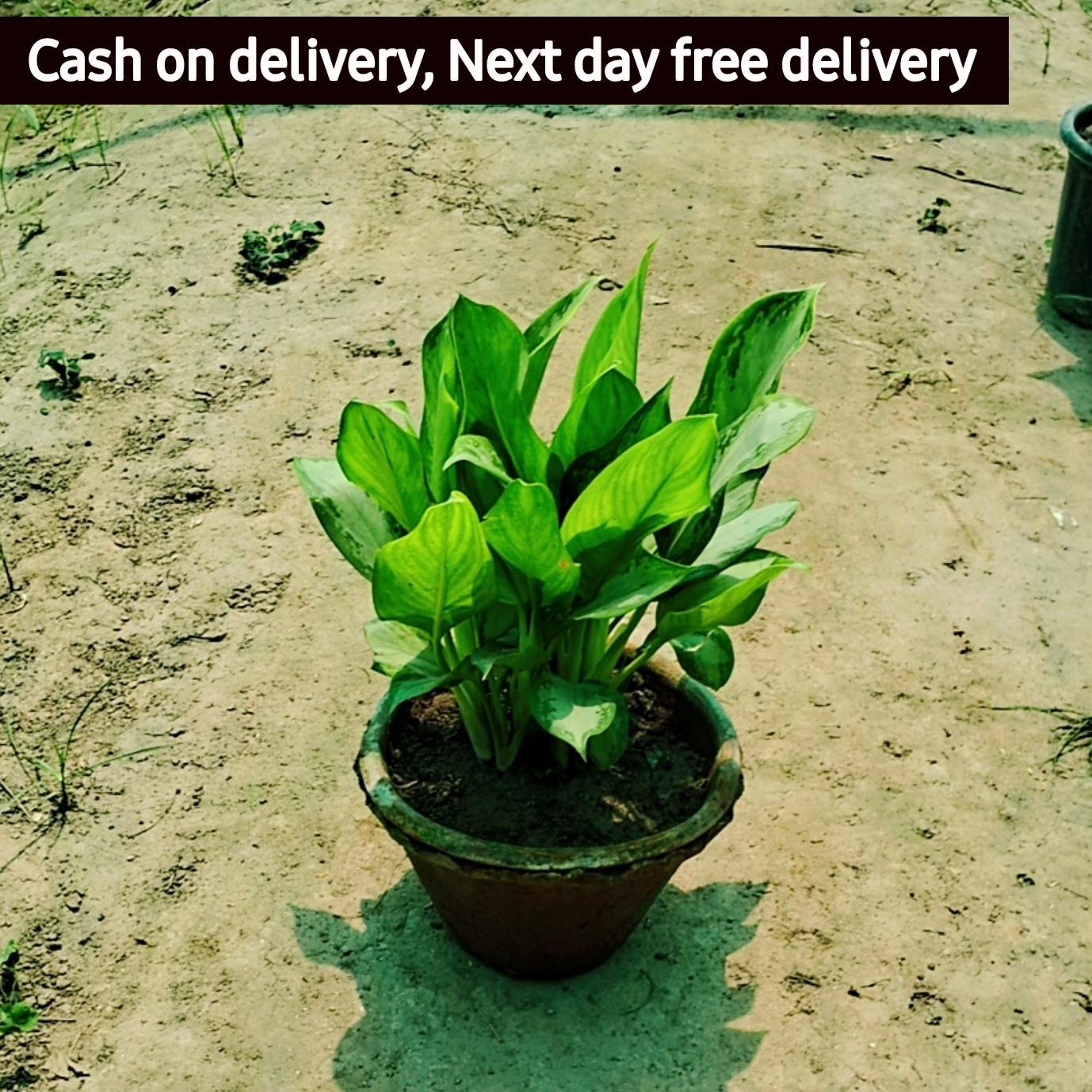 Aglaonema chinese evergreen plant in 6 inch pot (Copy) Plantncr