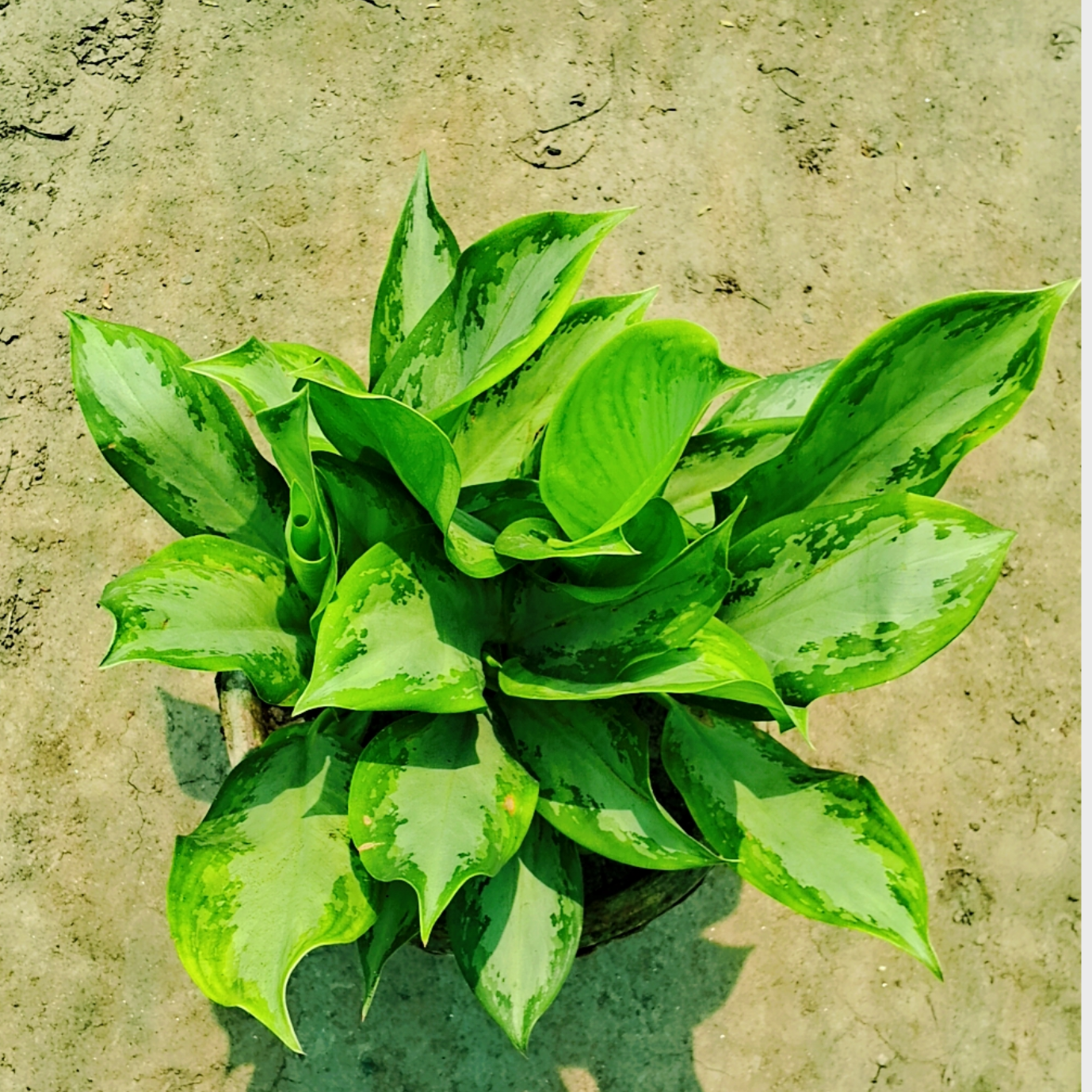 Aglaonema chinese evergreen plant in 6 inch pot (Copy) Plantncr