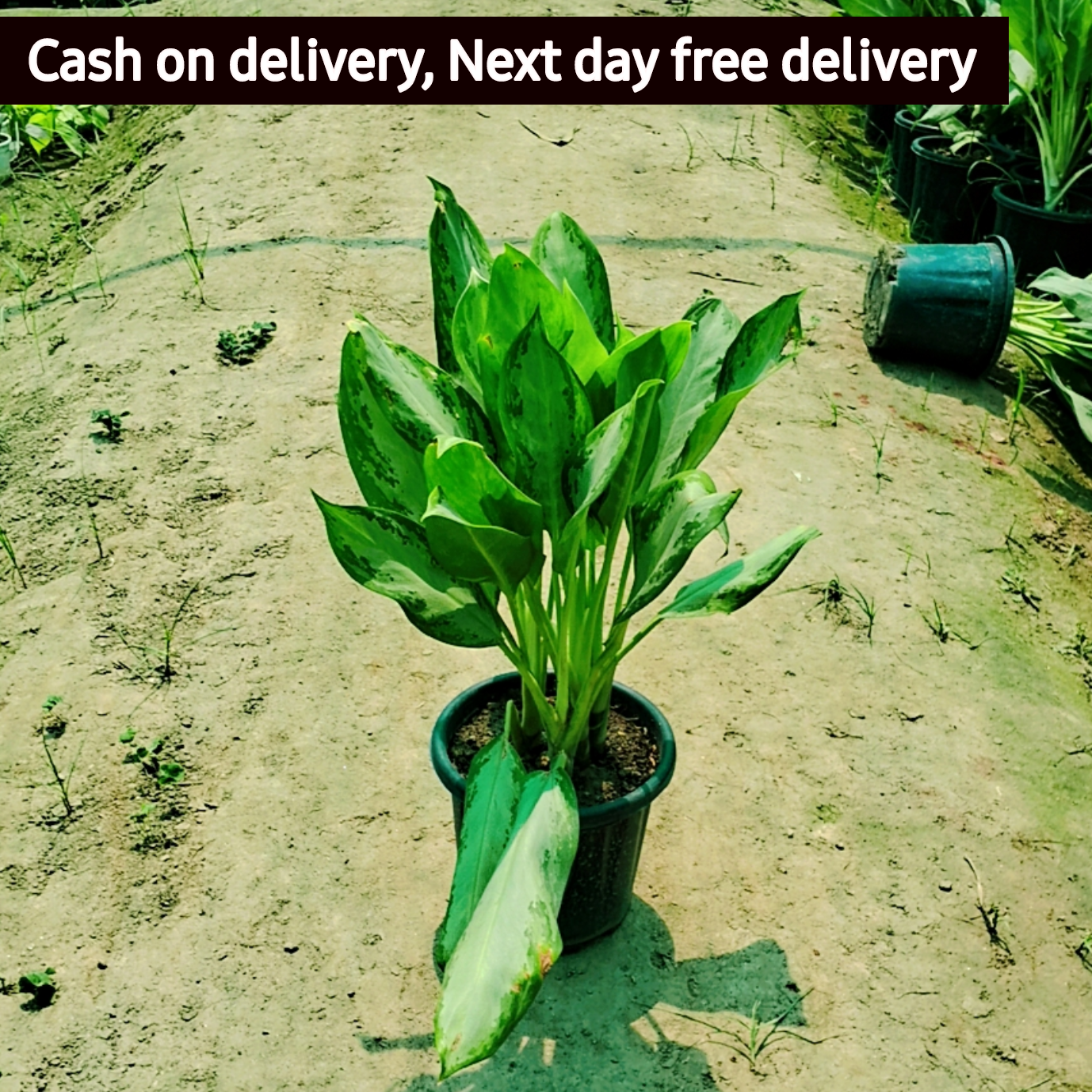 Aglaonema chinese evergreen plant in 8 inch pot Plantncr