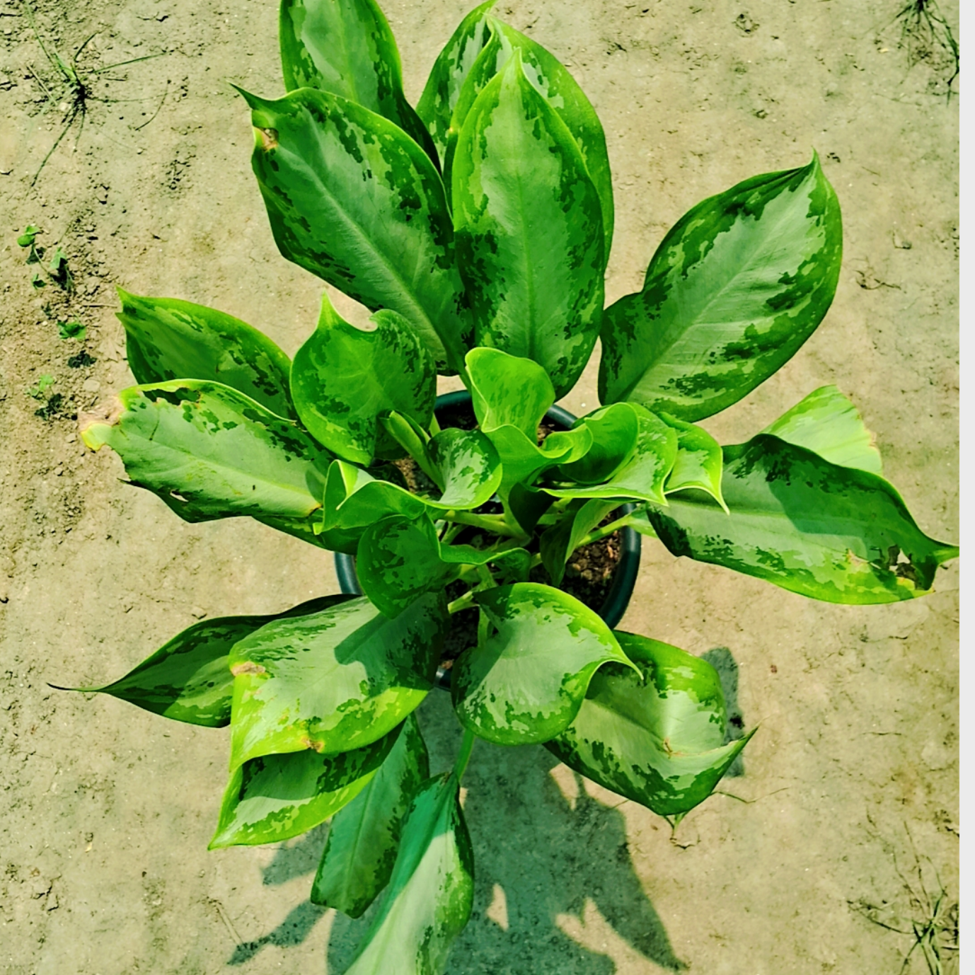 Aglaonema chinese evergreen plant in 8 inch pot Plantncr