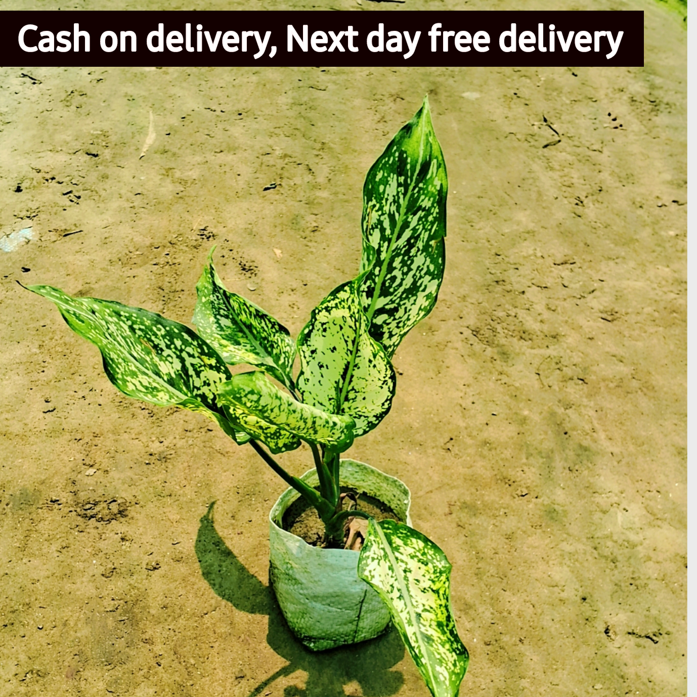 Aglonima snow white plant in 6 inch polybag Plantncr