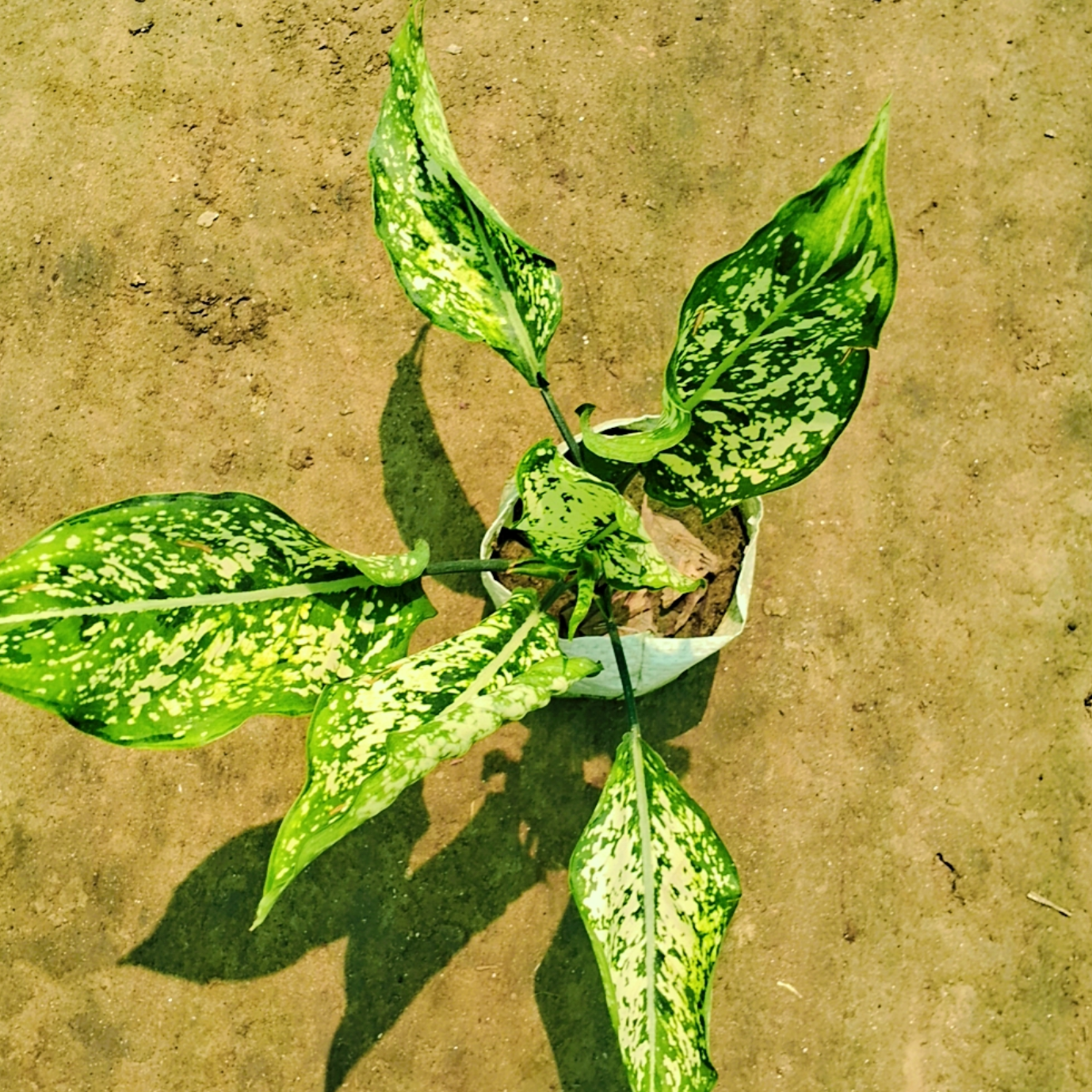 Aglonima snow white plant in 6 inch polybag Plantncr