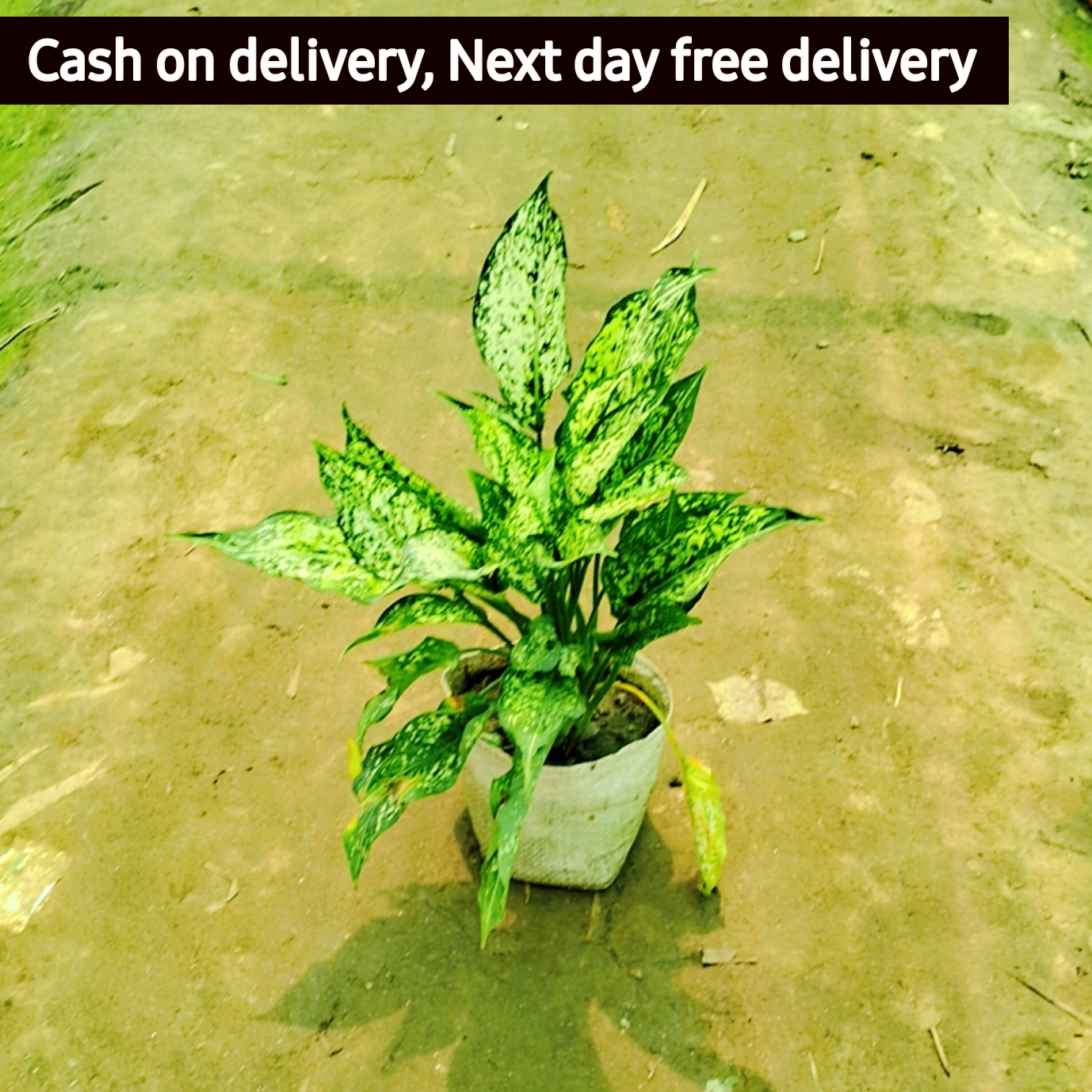 Aglaonema snow white plant in 6 inch polybag Plantncr