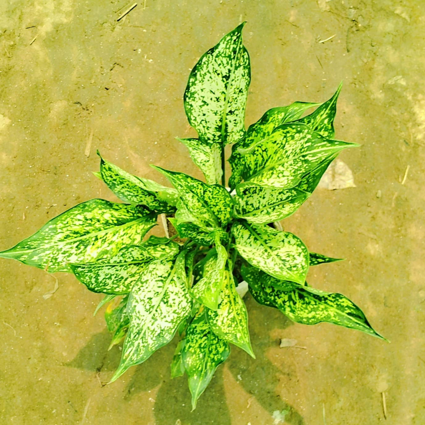 Aglaonema snow white plant in 6 inch polybag Plantncr