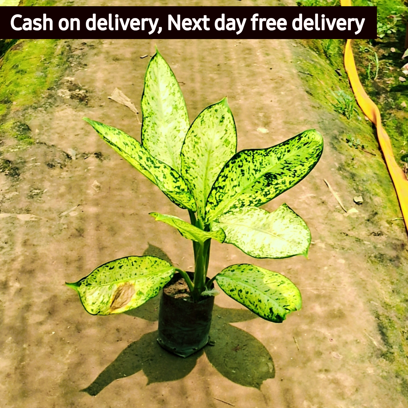 Dieffenbachia starbright plant in 6 inch polybag Plantncr