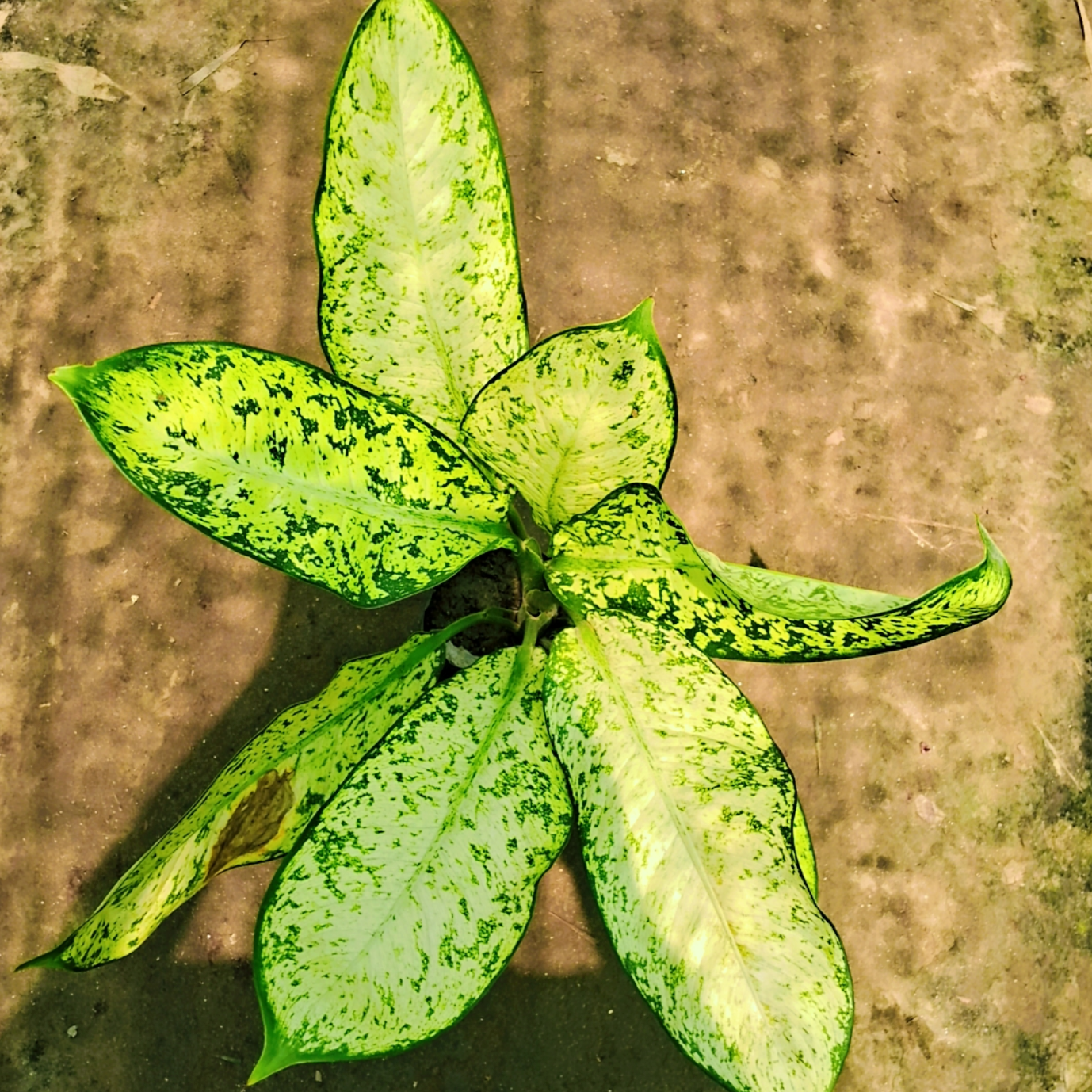 Dieffenbachia starbright plant in 6 inch polybag Plantncr