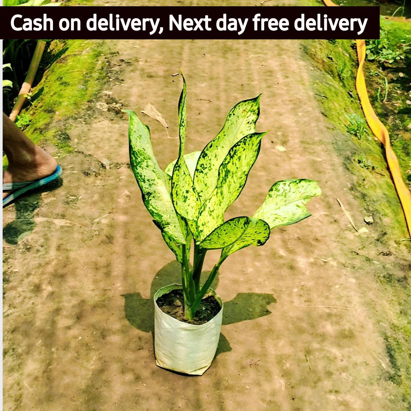Dieffenbachia starbright plant in 6 inch pot Plantncr