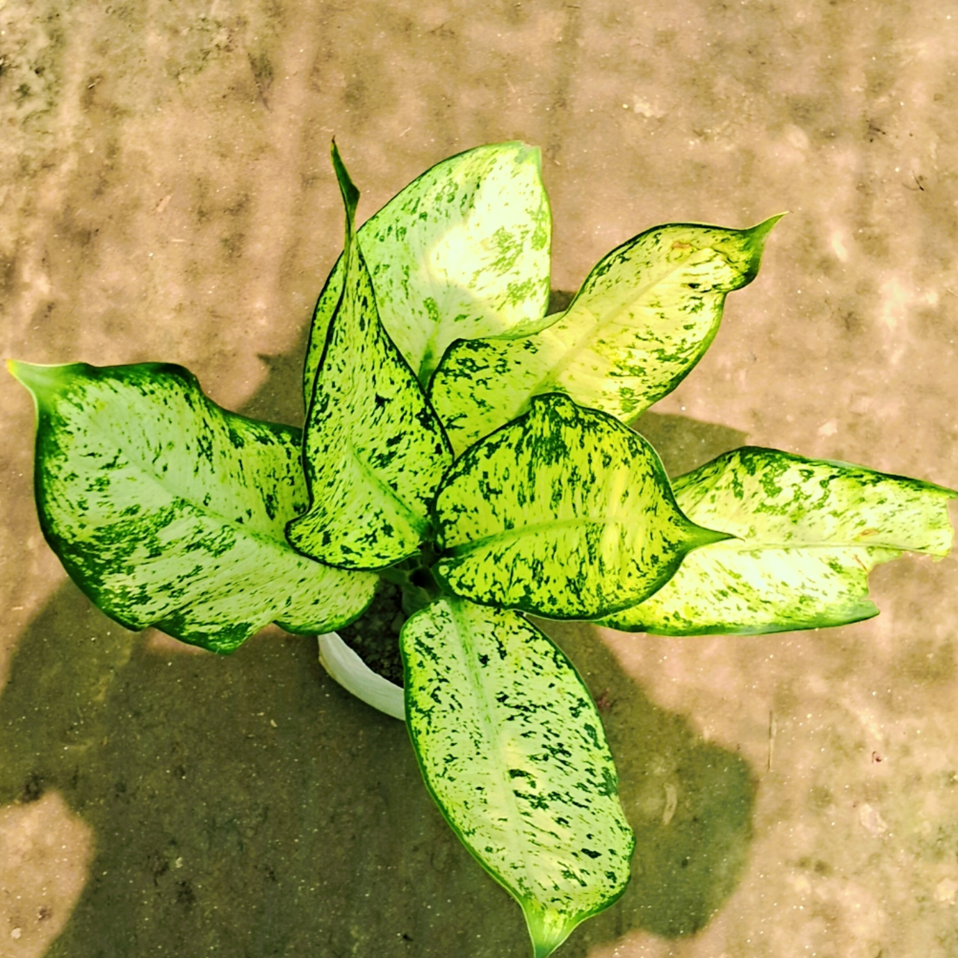 Dieffenbachia starbright plant in 6 inch pot Plantncr