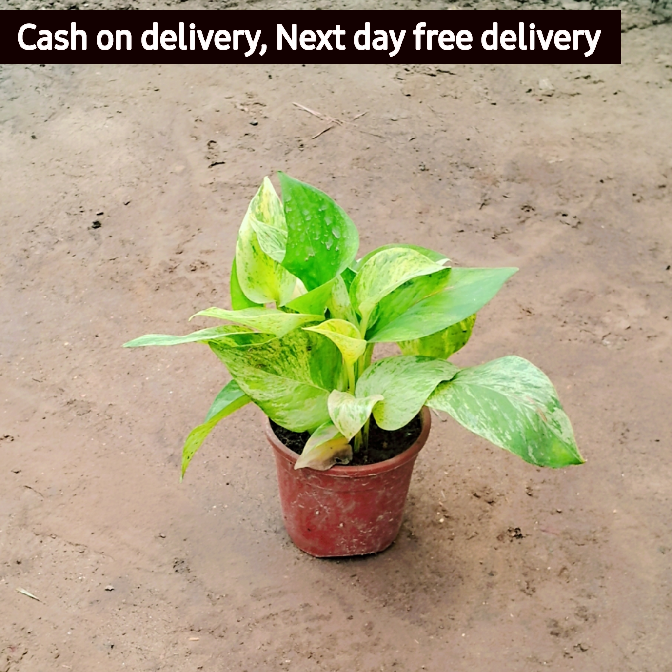 Marble Queen Pothos money plant in 4 inch pot Plantncr