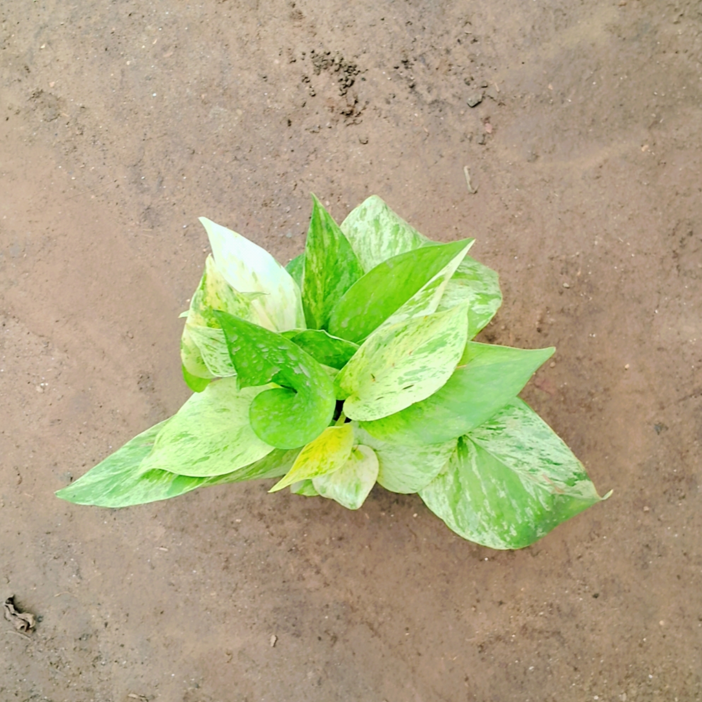 Marble Queen Pothos money plant in 4 inch pot Plantncr