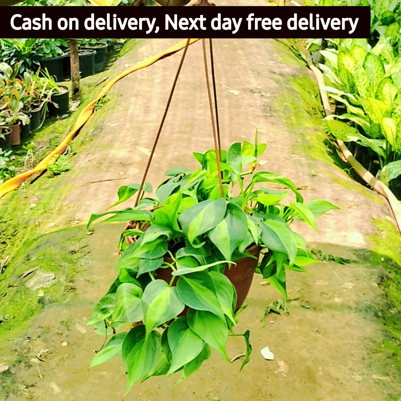 Exotic green oxycodium plant in 6 inch hanging basket Plantncr