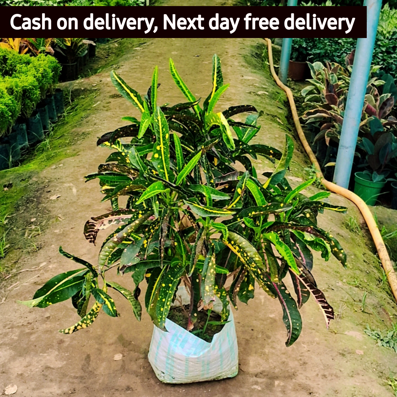 Banana Croton plant in 10 inch polybag (Copy) Plantncr