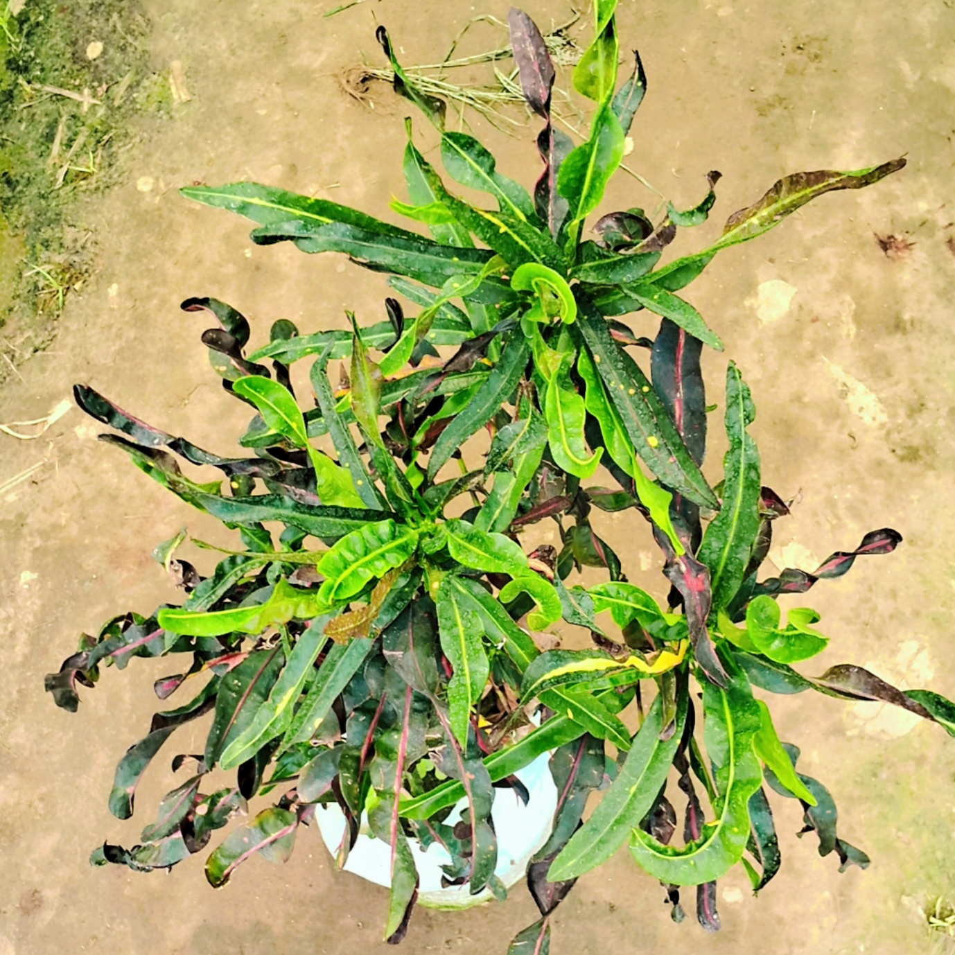 Spring Croton plant in 10 inch polybag Plantncr