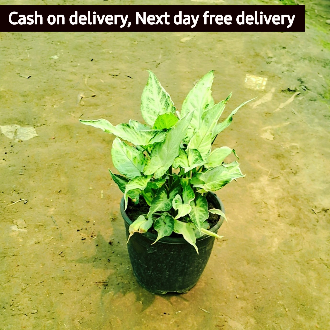 variegated synonym plant (dwarf) in 5 inch pot Plantncr