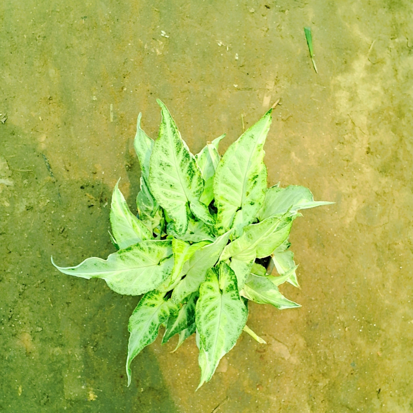 variegated synonym plant (dwarf) in 6 inch pot Plantncr