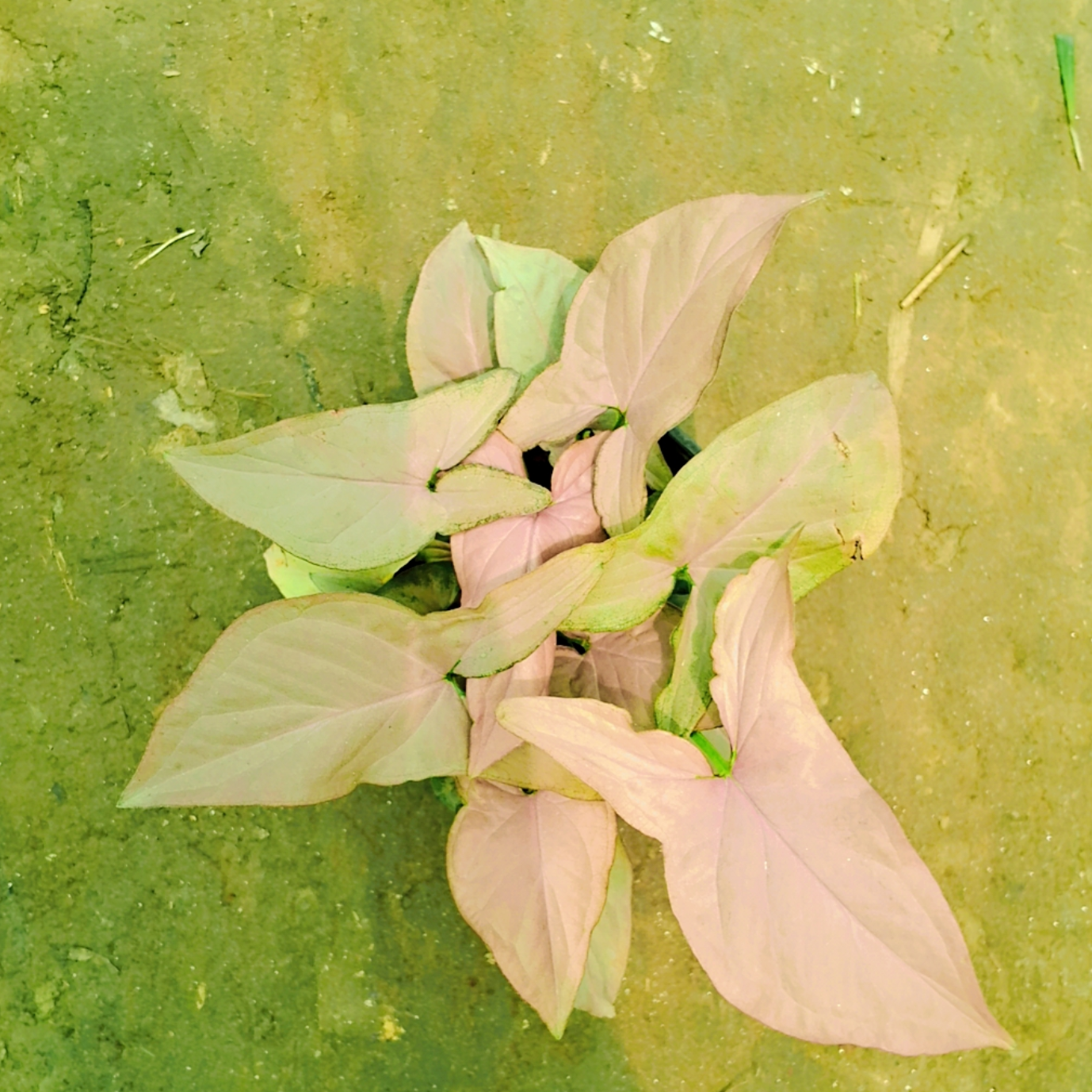 Red Syngonium podophyllum (dwarf) in 4 inch pot Plantncr