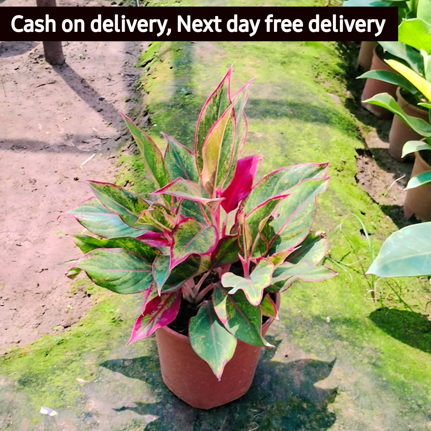 Aglaonema red Lipstick plant in 6 inch pot Plantncr