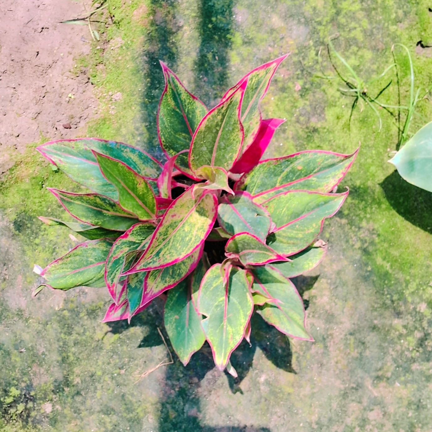 Aglaonema red Lipstick plant in 6 inch pot Plantncr